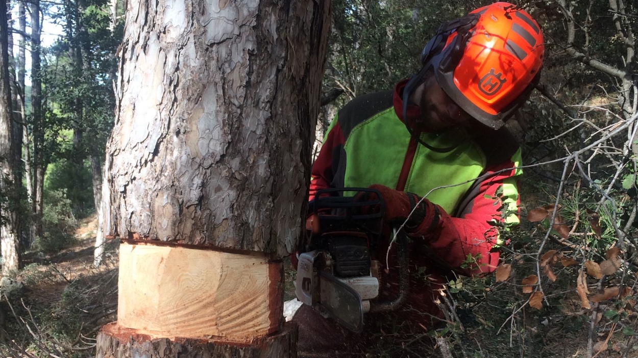 L'anellament de pins és una de les proves que es fan als arbres / Foto: Life Biorgest